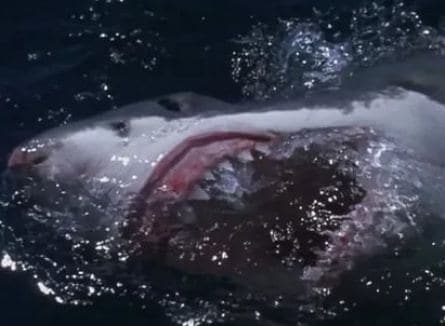 Бешеные акулы кадры