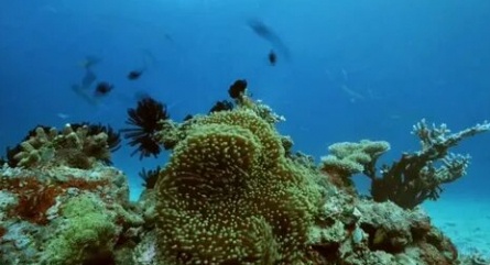 Большой барьерный риф кадры