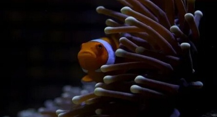 Большой барьерный риф кадры