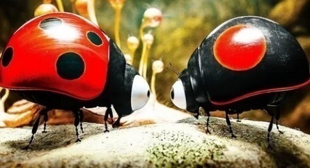 Божья коровка кадры
