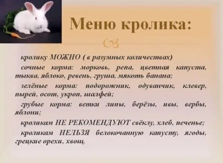 Чем кормить кролика кадры