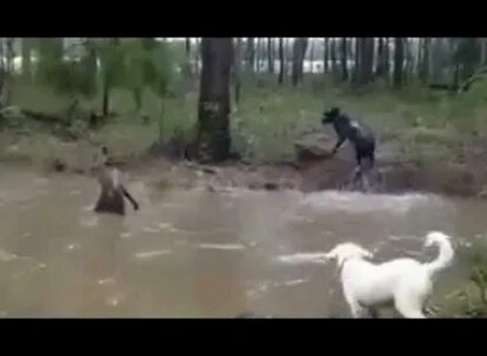 Чупакабра открывает охоту в Киеве кадры