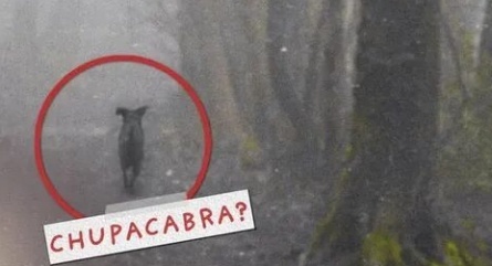 Чупакабра открывает охоту в Киеве кадры