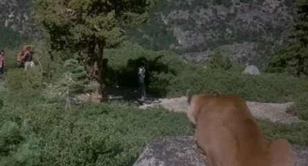 День животных кадры