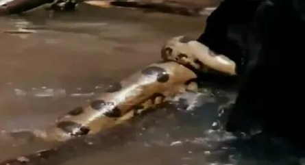 Discovery. Схватка: Анаконда против ягуара кадры Discovery. Схватка: Анаконда против ягуара кадры