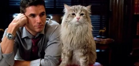 Домашние коты кадры