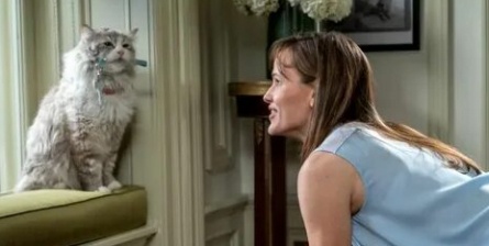 Домашние коты кадры