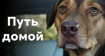 Дорога домой кадры Дорога домой кадры