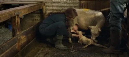 Дуплькич, или Рычание ягнят кадры