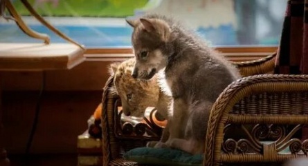 Два льва в Венеции кадры