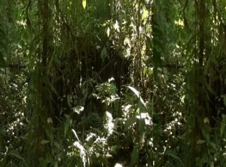 Джунгли 3D: Волшебство другого мира кадры Джунгли 3D: Волшебство другого мира кадры