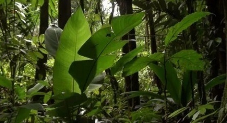 Джунгли 3D: Волшебство другого мира кадры Джунгли 3D: Волшебство другого мира кадры