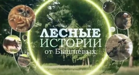 Формы жизни. Лесные истории от Бышневых кадры