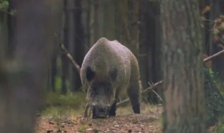 Формы жизни. Лесные истории от Бышневых кадры