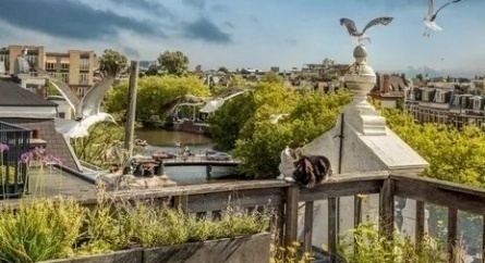 Город глазами кота кадры Город глазами кота кадры