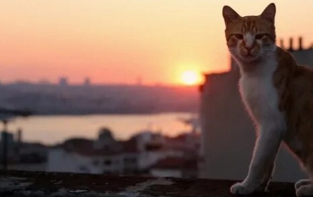 Город кошек кадры Город кошек кадры