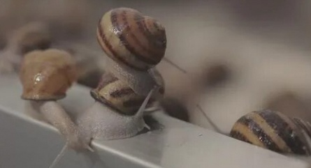 Helix Aspersa кадры Helix Aspersa кадры