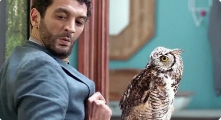 Hibou кадры Hibou кадры