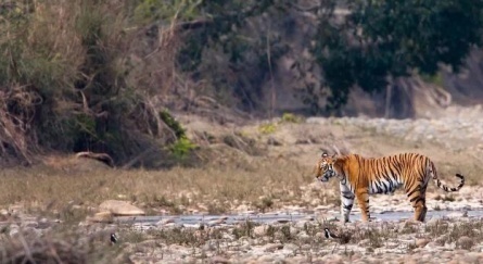 Индия. Национальный парк Канха кадры Индия. Национальный парк Канха кадры