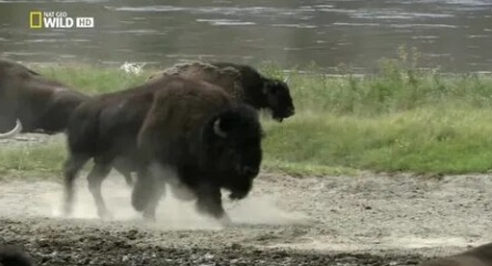 Йеллоустон поле битвы. Долина гризли кадры