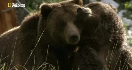 Йеллоустон поле битвы. Долина гризли кадры