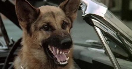 К-9: Собаки на службе кадры