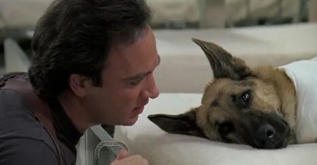 К-9: Собаки на службе кадры