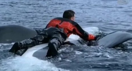 Кейко: Подлинная история Освободите Вилли кадры