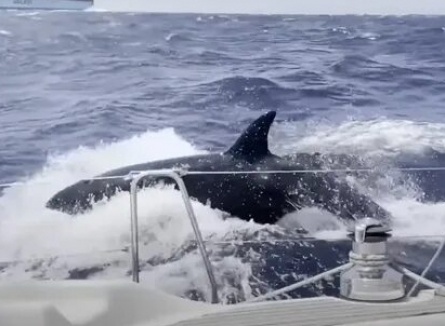 Killer Whales: Up Close and Personal кадры Killer Whales: Up Close and Personal кадры