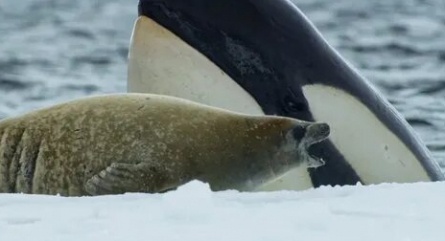 Killer Whales: Up Close and Personal кадры Killer Whales: Up Close and Personal кадры