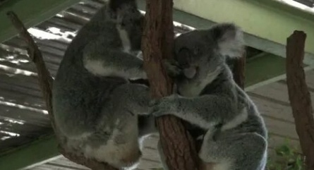 Коала в кухне кадры Коала в кухне кадры