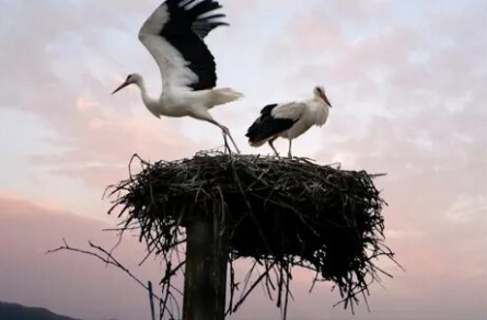 Когда прилетают аисты кадры