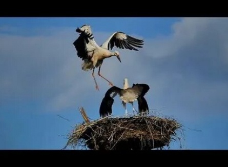 Когда прилетают аисты кадры