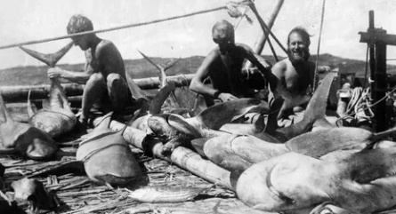 Кон-Тики кадры