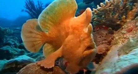 Коралловый рай кадры