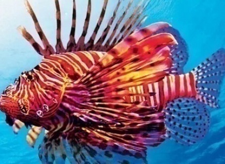 Коралловый риф: Охотники и жертвы кадры