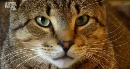 Кошек не любить нельзя кадры Кошек не любить нельзя кадры
