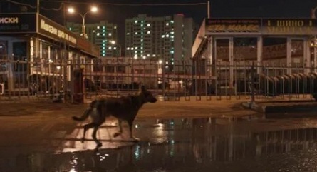 Космические собаки кадры Космические собаки кадры