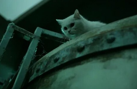 Кот: Глаза, которые видят смерть кадры Кот: Глаза, которые видят смерть кадры