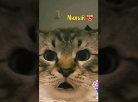 Кот Кокос и его друзья кадры