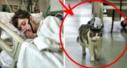 Кот Оскар предскажет судьбу пациентов больницы кадры Кот Оскар предскажет судьбу пациентов больницы кадры