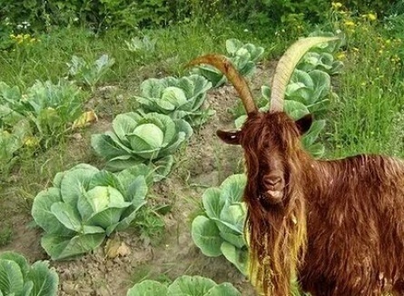 Козел в огороде кадры