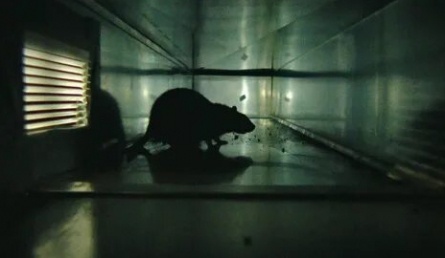 Крыса кадры