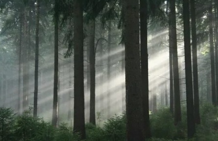 Леса все еще зелены кадры Леса все еще зелены кадры