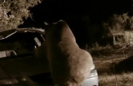 Медведь кадры Медведь кадры