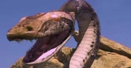 Мегаконда кадры