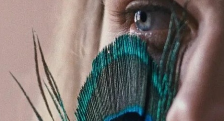 Метаморфоза птиц кадры Метаморфоза птиц кадры