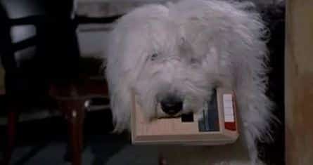 Мохнатый пёс кадры