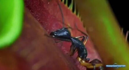 Муравьи. Тайная сила природы кадры