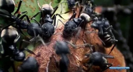 Муравьи. Тайная сила природы кадры